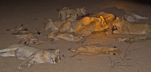 Lionesses and their cubs devour a Cape Buffalo their pride killed earlier in the day. 