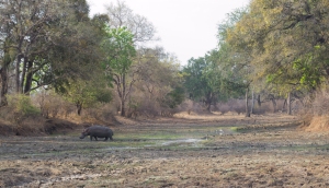 A hippo walks where he might normally swim in the Green Season. 