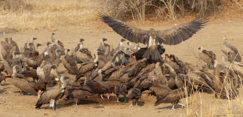 Vultures are the birds that greet the wild African dawn.