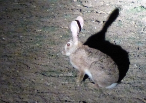 If you were an African Hare, you’d be on guard at night, too.