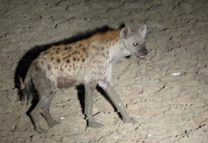 Hyenas travel in packs, but they often follow a lookout.